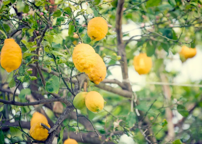 Internazionale Барано-д'Иския