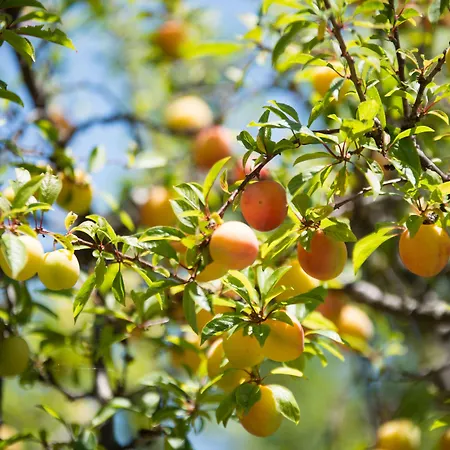 Internazionale 3* Barano dʼIschia